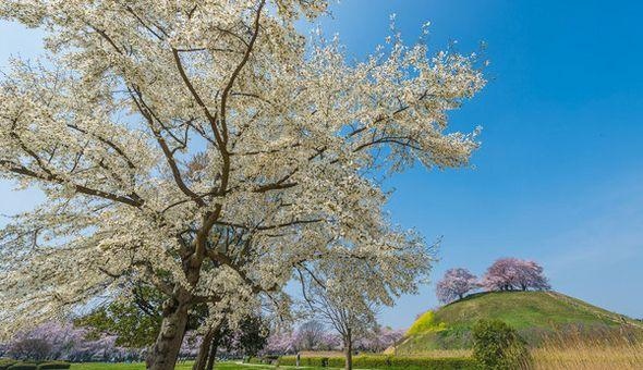さきたま古墳公園【埼玉県行田市】