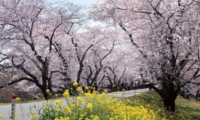 【桜】城ヶ谷堤（じょうがやつつみ）