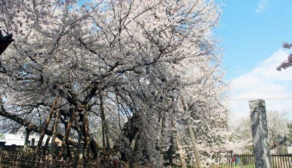 【桜】東光寺・石戸蒲ザクラ（日本五大桜）