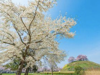 写真：行田 (ぎょうだ) ～ちょっと足を延ばして～