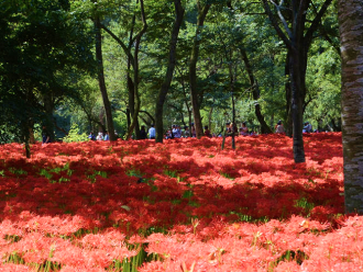 写真：巾着田