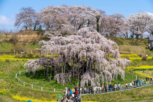 三春滝桜:ザ・セレクトン福島
