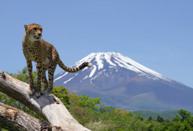 富士サファリパーク:いやし処ほてる寛楽 富士山御殿場