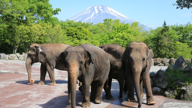 富士サファリパーク：ザ・セレクトン富士山御殿場インター